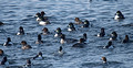 Common Goldeneyes 21-2-01786