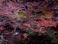 Ikedayama Park Tokyo  22-12L-_4782